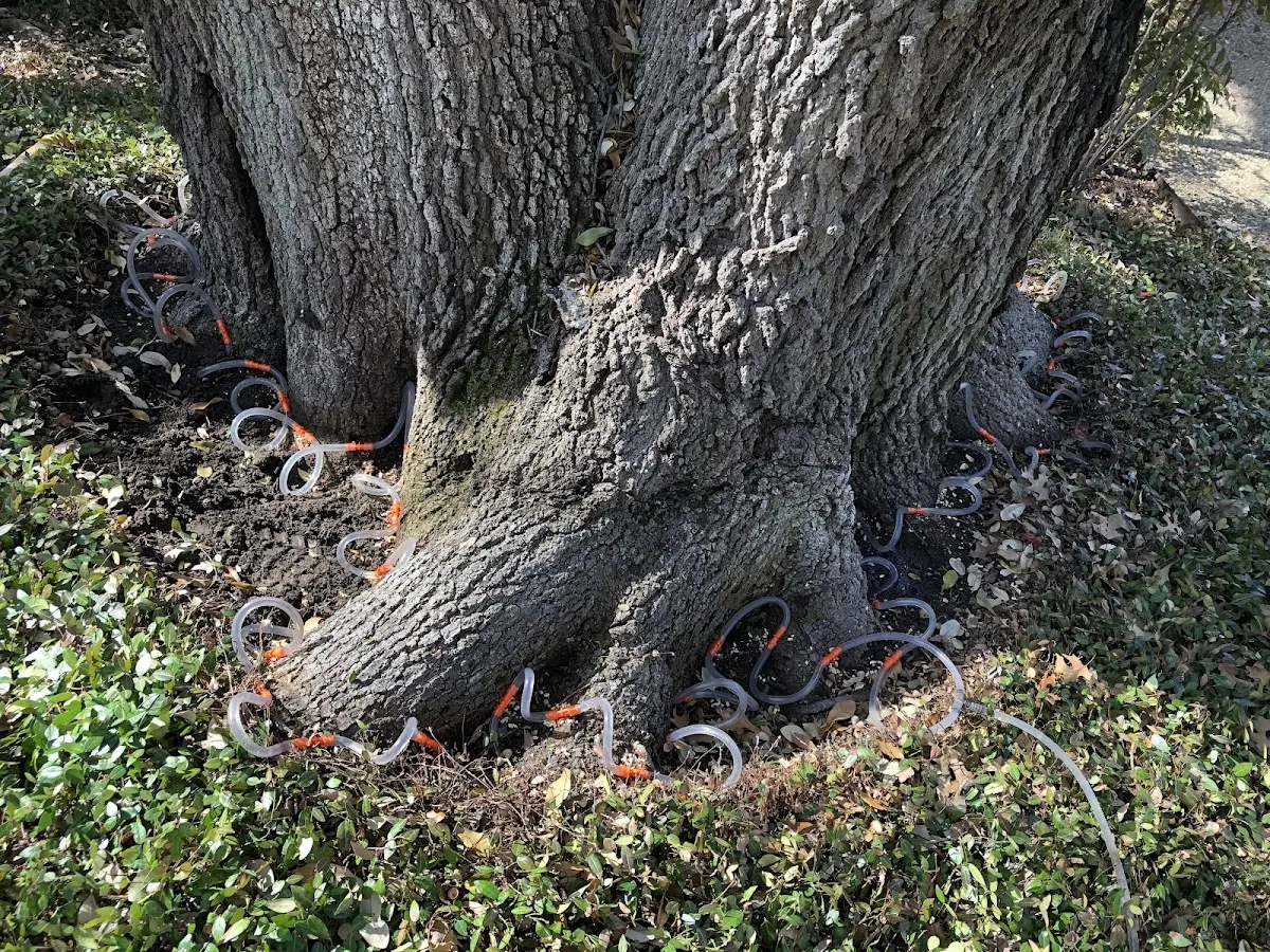 Detailed Tree Cabling and Bracing job site in Fairfax Station