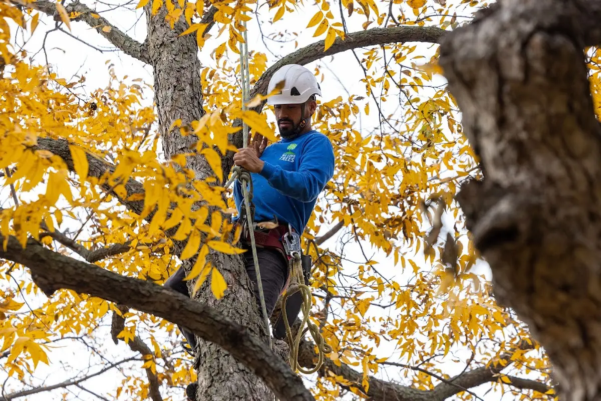 Skilled Tree Planting crew working in Fairfax Station