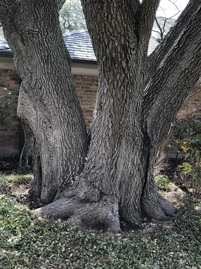 Mature heritage tree close to a Fairfax Station property cared for by certified arborists